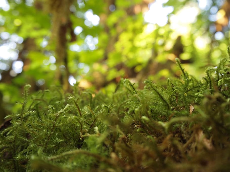 moss, nature, macro, natural, tree, environment, texture, outdoor HD wallpaper