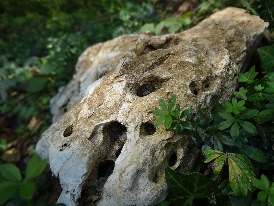 Stone, Forest, Nature, Ground, park, animal skull, animal bone HD wallpaper