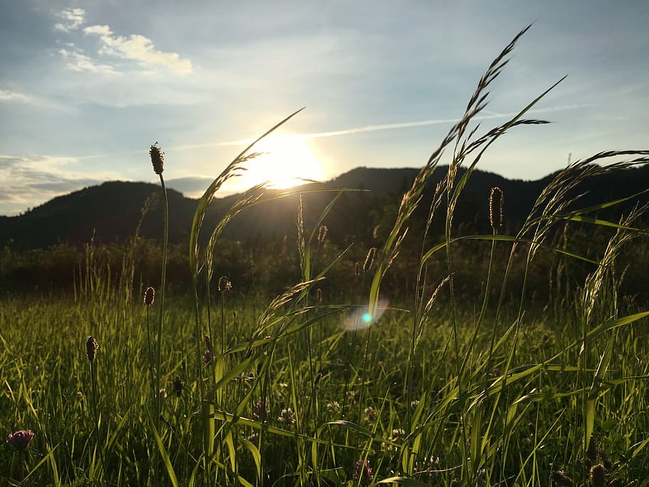 grass, sky, nature, clouds, landscape, plant, growth, field HD wallpaper