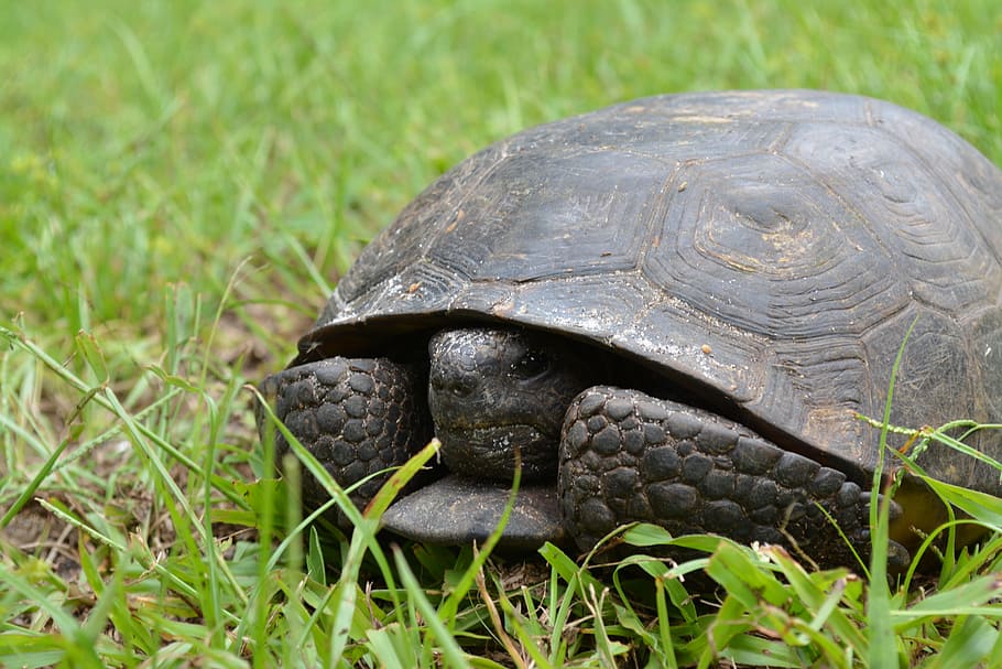 Turtle, Grass, Animal, Reptile, Nature, wild, tortoise, wildlife HD wallpaper