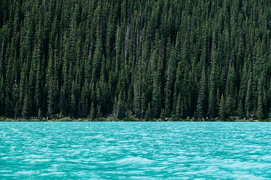 lake beside green pine trees, body of water near island surrounded by pine trees HD wallpaper