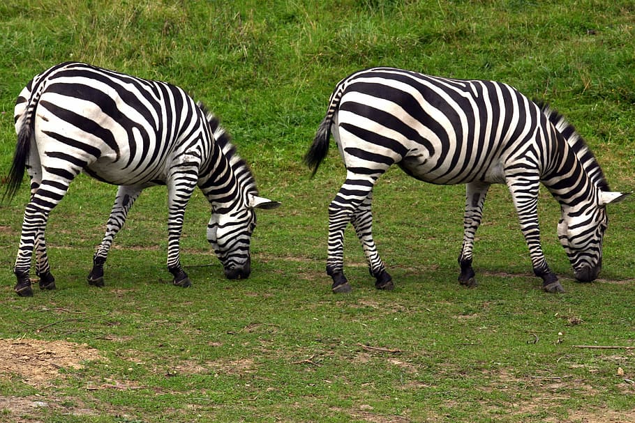 zebra, graze, zoo, striped, grass, mammal, animal themes, animal wildlife HD wallpaper