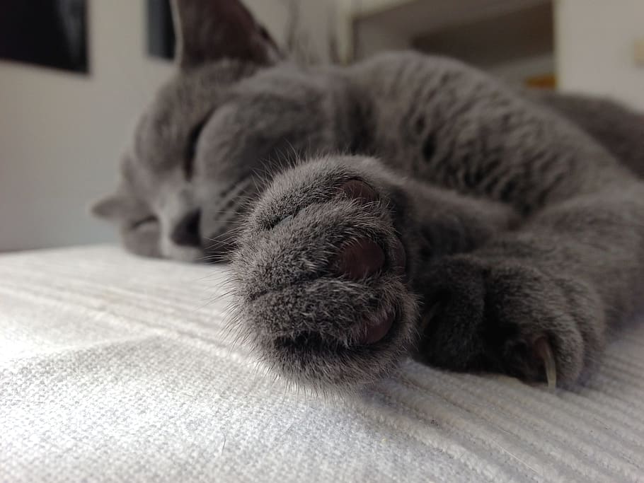 happiness, tranquility, cat, domestic, domestic cat, pets, mammal HD wallpaper