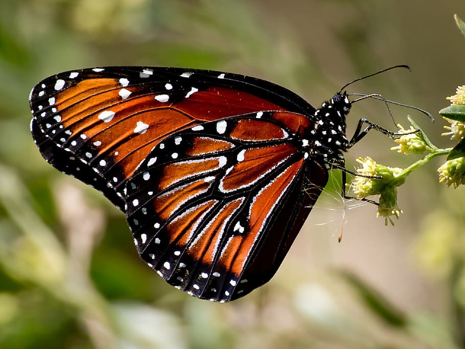 macro photo of a Monarch Butterfly on green plant, soldier, insect
