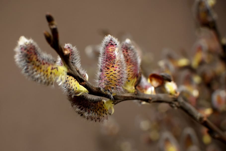 Willow, Cats, Spring, flower, insect, focus on foreground, close-up HD wallpaper