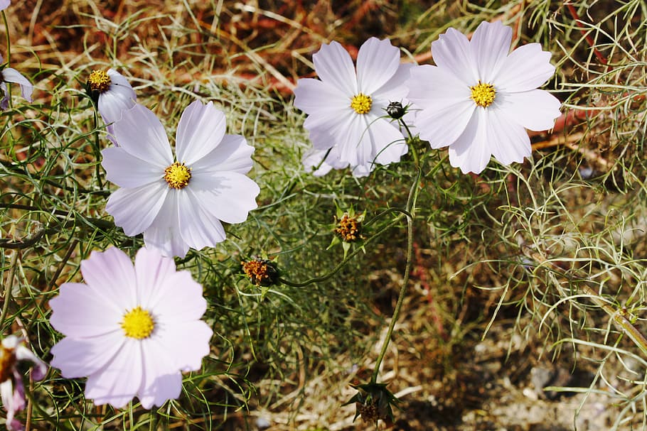 flowers, white, white flower, spring, nature, white flowers HD wallpaper