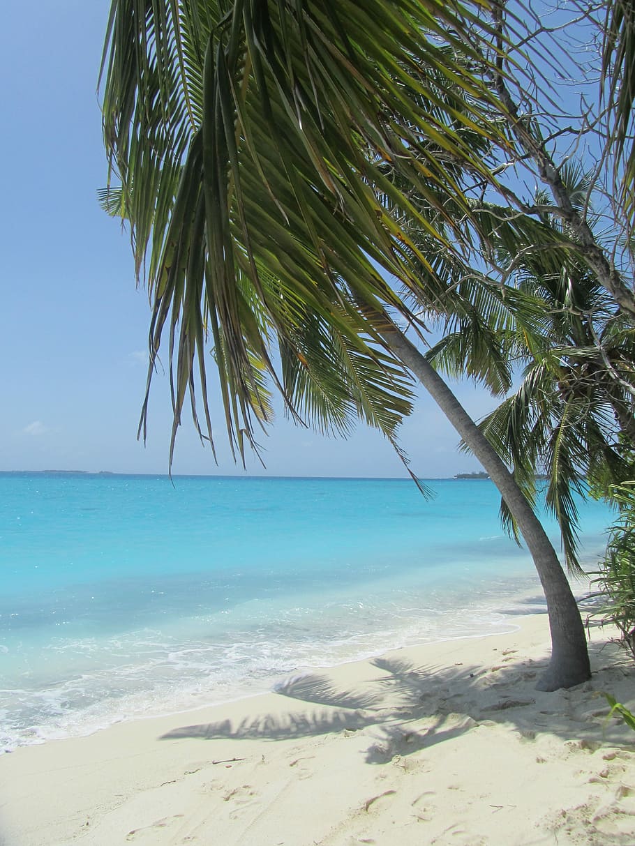 Palm, Beach, Sea, sand, horizon over water, palm tree, tropical climate HD wallpaper