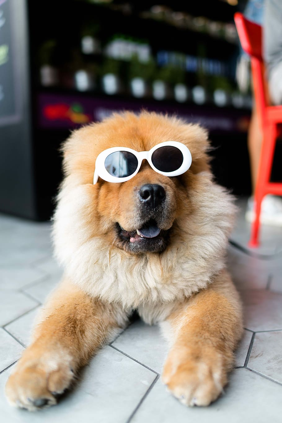 long-coated brown dog, brown chow chow wearing sunglasses lying on floor