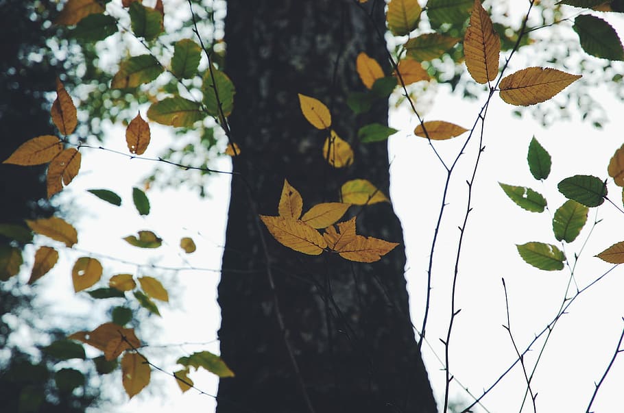 brown leaf tree closeup photography, low-angle photo of tree HD wallpaper