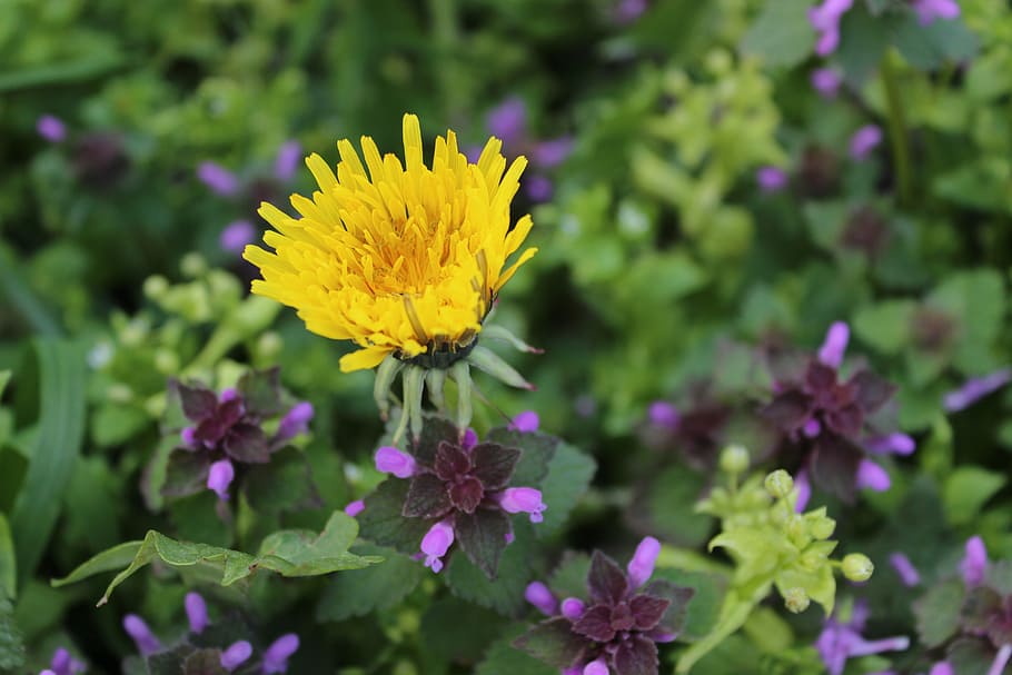 dandelion, flower, spring, yellow, a yellow flower, flowering plant HD wallpaper