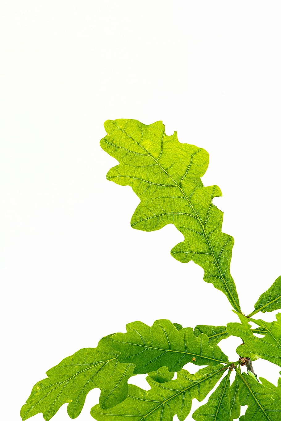 green leafed plant, leaves, oak leaves, leaf structure, tree leaf, HD wallpaper