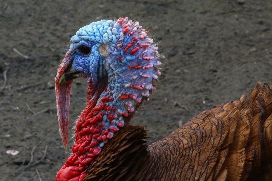 turkey, backyard, bird, breeding, farm, animal, nature, feather HD wallpaper
