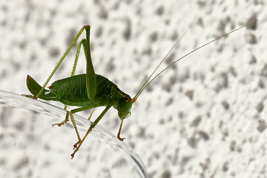 Insect, Grasshopper, Delicate, delicate insect, close, green HD wallpaper