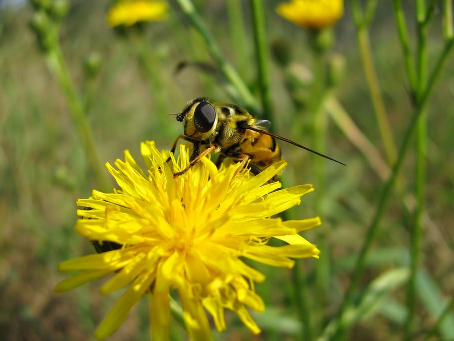 fly, bee, insect, flowers, dandelion, summer, meadow, colors HD wallpaper