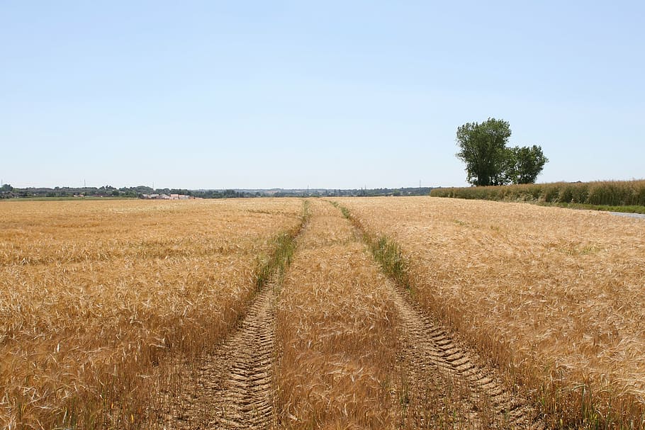 agriculture, blue, bread, copy, copyspace, copy-space, corn, HD wallpaper