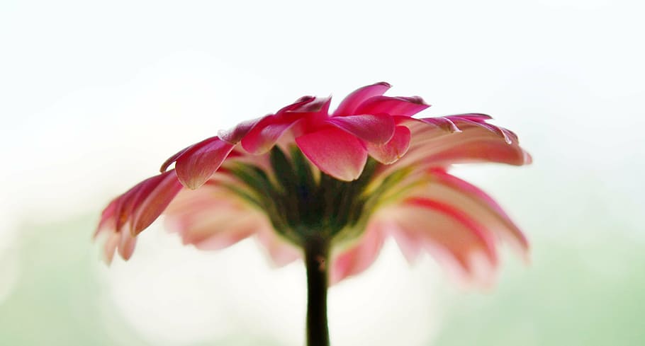 selective focus photography of red petaled flower, sun wing HD wallpaper