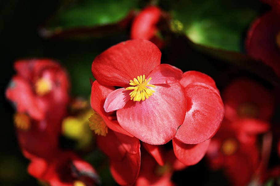 close-up photo of red wax begonia flowers, begonias, blossom HD wallpaper