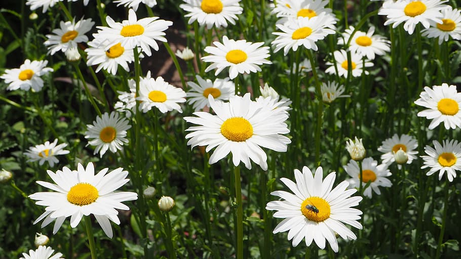 white daisies, daisy, flower, nature, green, summer, natural HD wallpaper