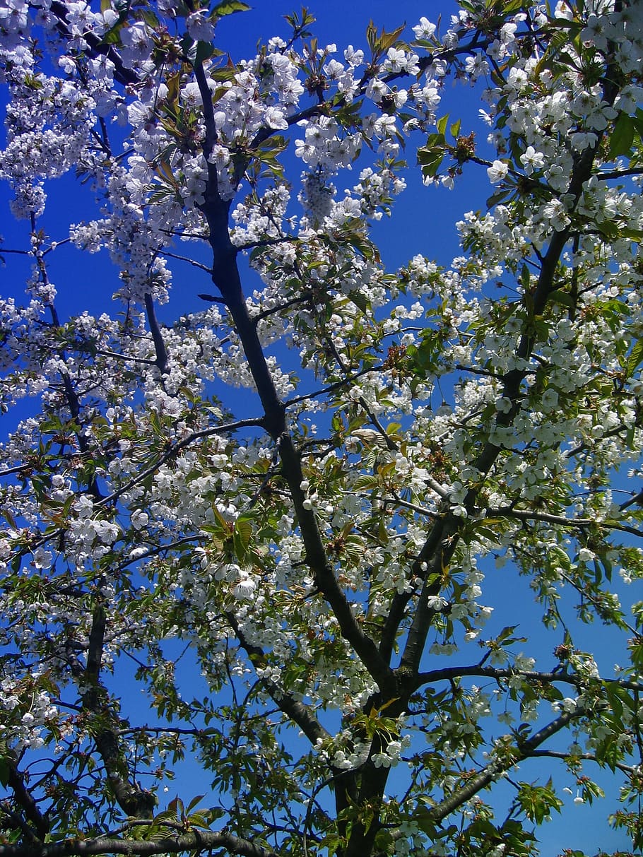 cherry, blossom, bloom, flowers, sky, clouds, plant, petals, HD wallpaper