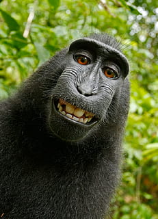 black chimpanzee, selfie, monkey, self portrait, macaca nigra HD wallpaper
