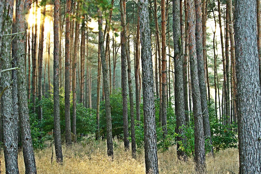 forest, tree, pine forest, nature, sun, sunbeam, morgenstimmung HD wallpaper