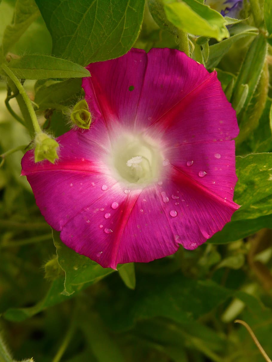 morning glory, ipomoea, superb thread, winds, wind greenhouse HD wallpaper