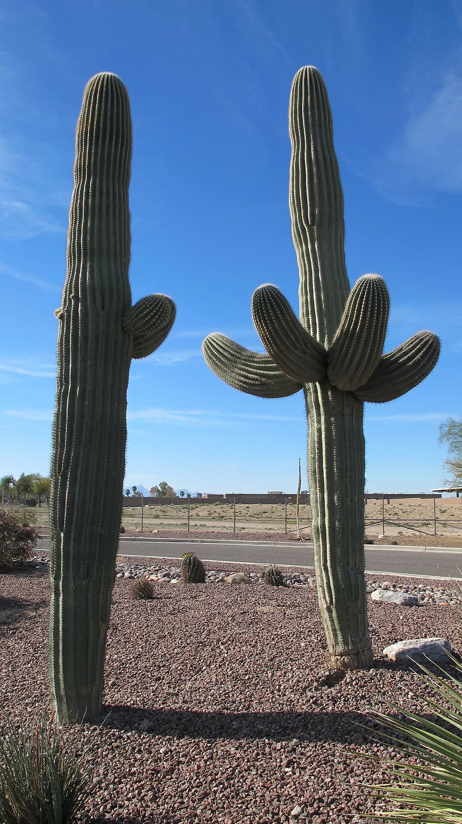 saguaro, desert plants, cactus, arizona, sonoran desert, chihuahuan desert