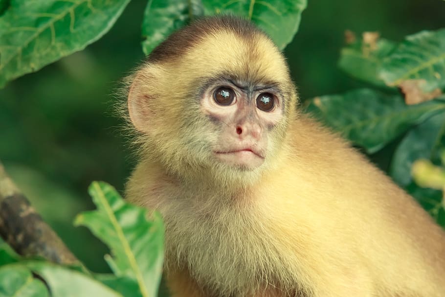 monkey, jungle, brazil, creature, animal, äffchen, animal world HD wallpaper