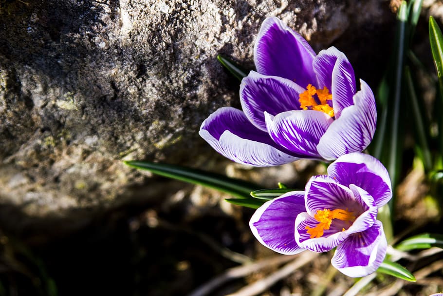 spring, flowers, spring flower, crocus, blossom, bloom, plant HD wallpaper