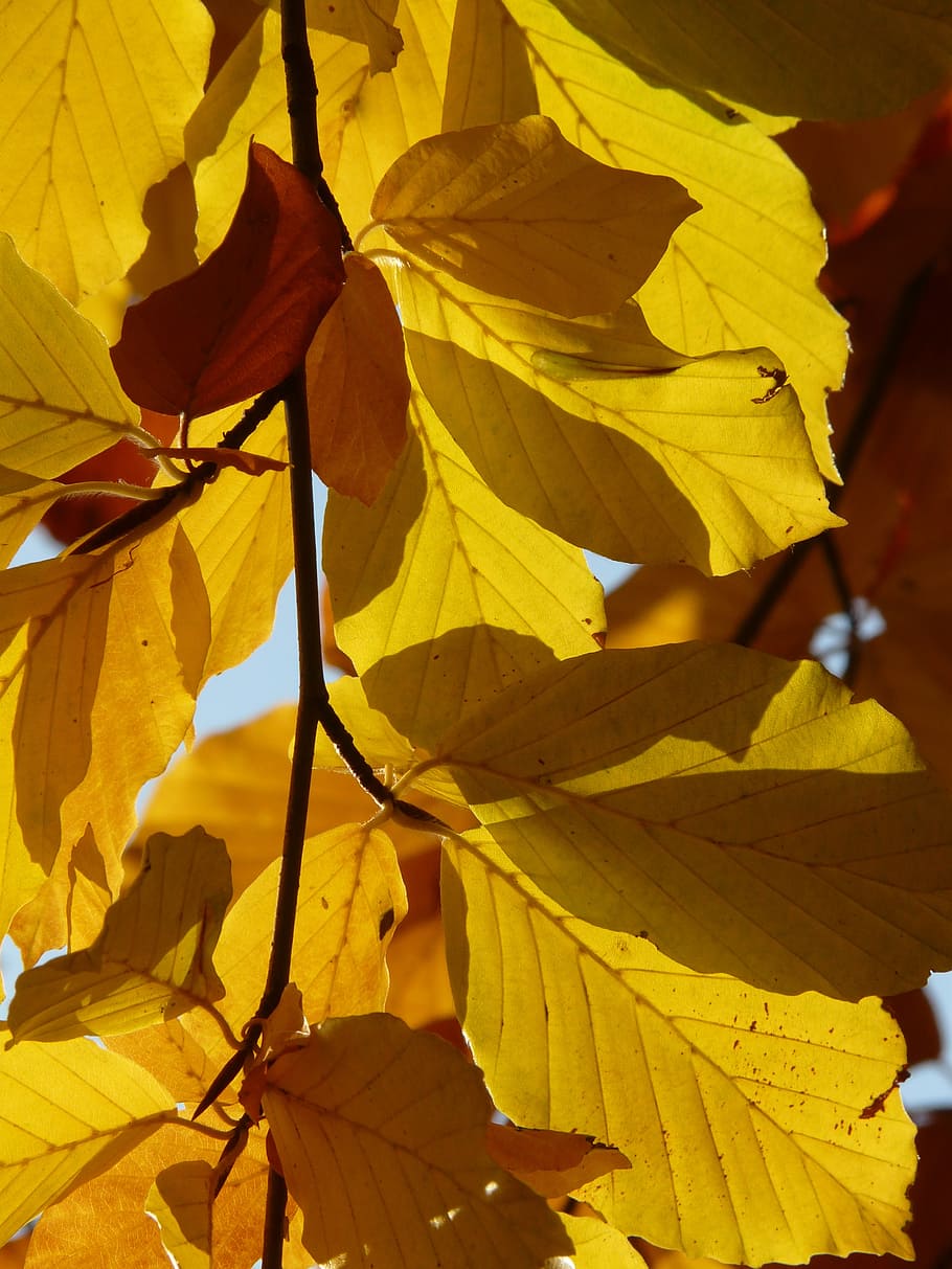 beech, fagus sylvatica, deciduous tree, golden autumn, golden october, HD wallpaper