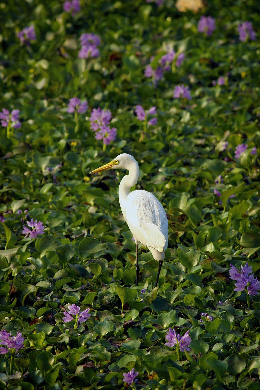 nature, bird, flowers, yellow, bloom, blooming, blossom, blur HD wallpaper