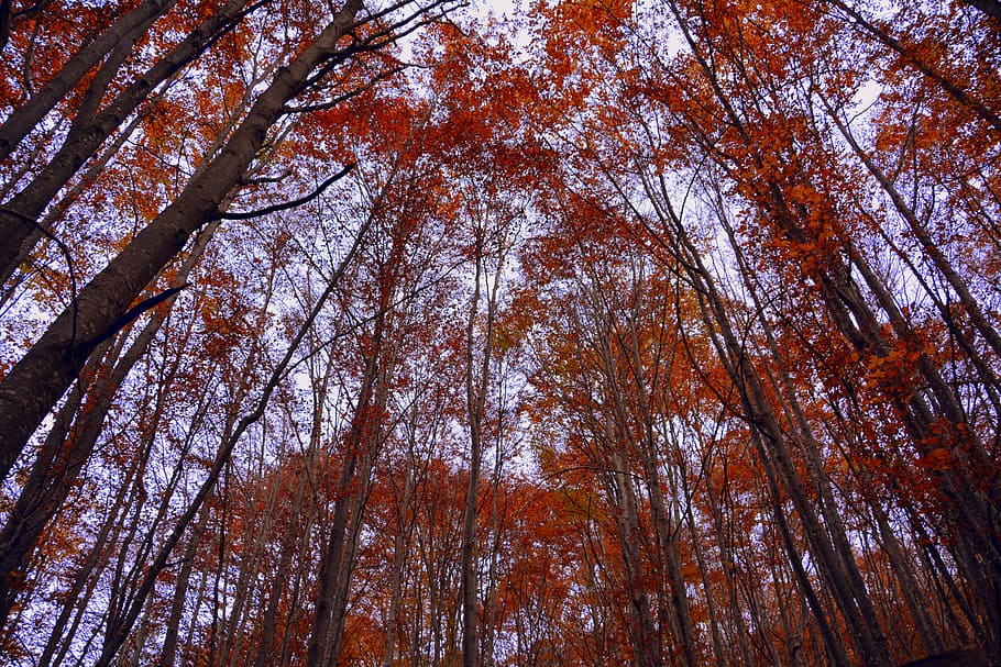 Trees, Forest, Autumn, Leaves, Leaves, Green, nature, vegetation HD wallpaper
