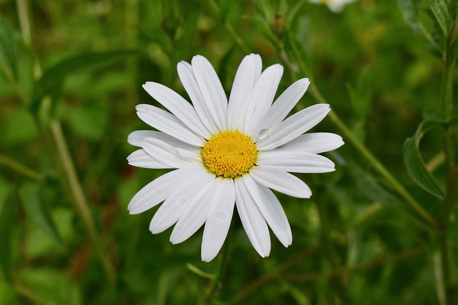 Daisy, White, Macro, Bloom, summer, raindrop, fresh, vibrant HD wallpaper