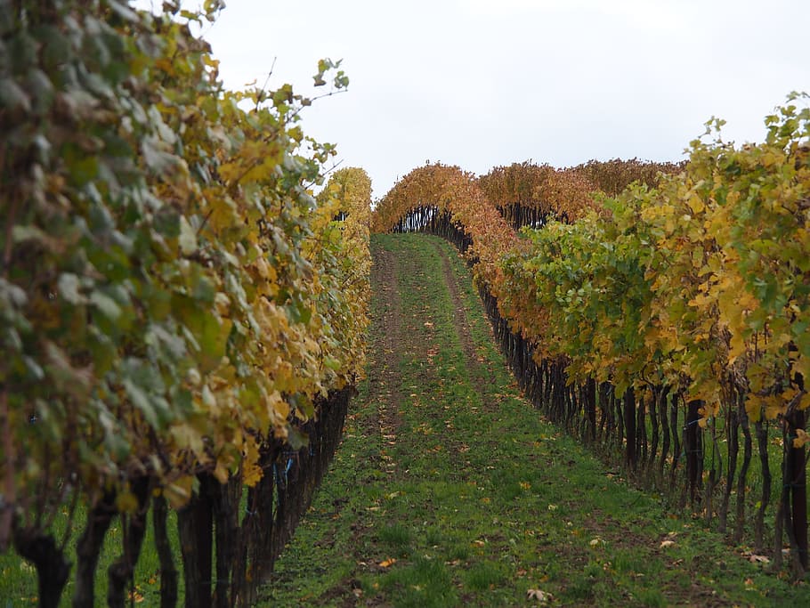 grape, winegrowing, grapes, fruit, vine, vines, vineyards, blue HD wallpaper