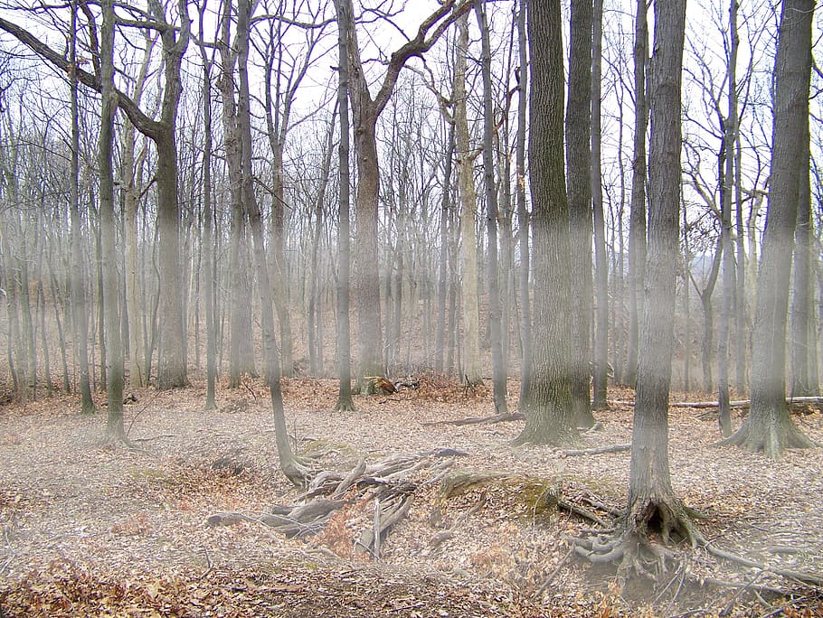 fog, trees, woods, forest, winter, dead, leaves, roots, plant HD wallpaper