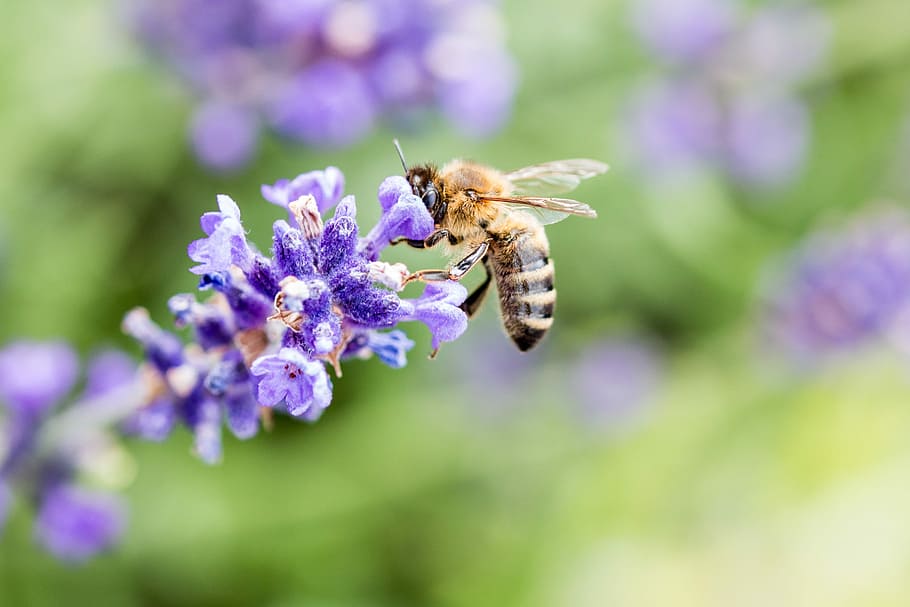 lavender, bee, honey bee, insect, violet, nature, lavender flowers HD wallpaper