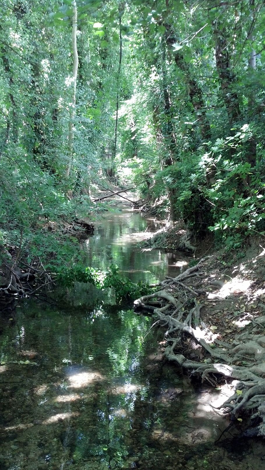 river, plants, trees, nature, green, summer, water, forest HD wallpaper