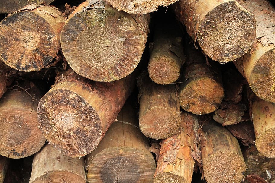 cut the logs, stacked, forestry work, sawed off, tree trunks HD wallpaper