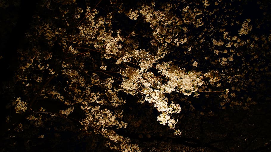 night view, cherry blossoms, no people, full frame, tree, nature HD wallpaper