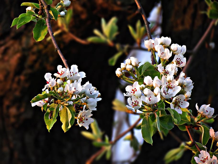 flower, flowers, spring, nature, summer, small flowers, plant HD wallpaper