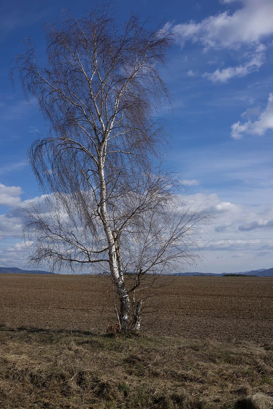 Birch, Early Spring, Tree, Country, the clouds, field, dry grass HD wallpaper