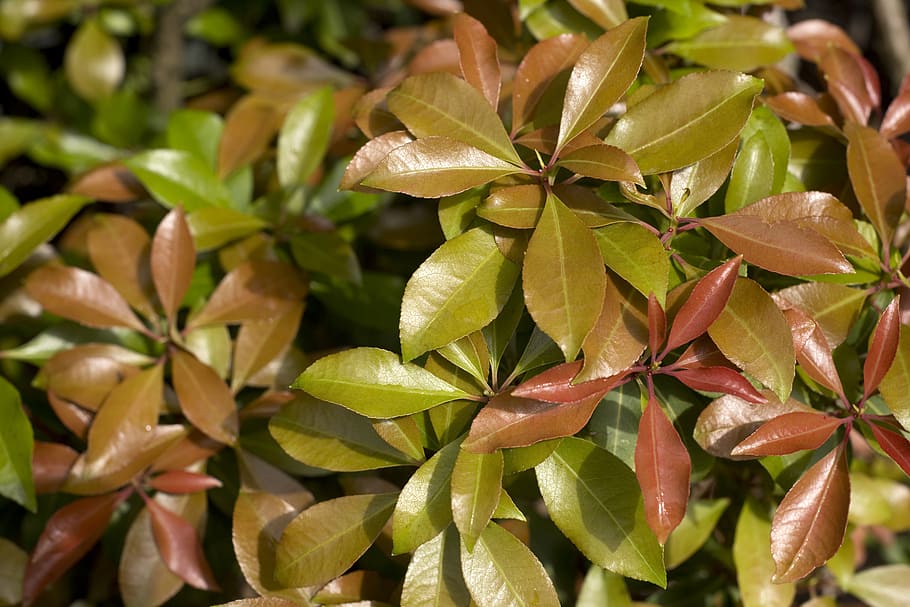 background, color, green, growing, growth, leaves, natural HD wallpaper