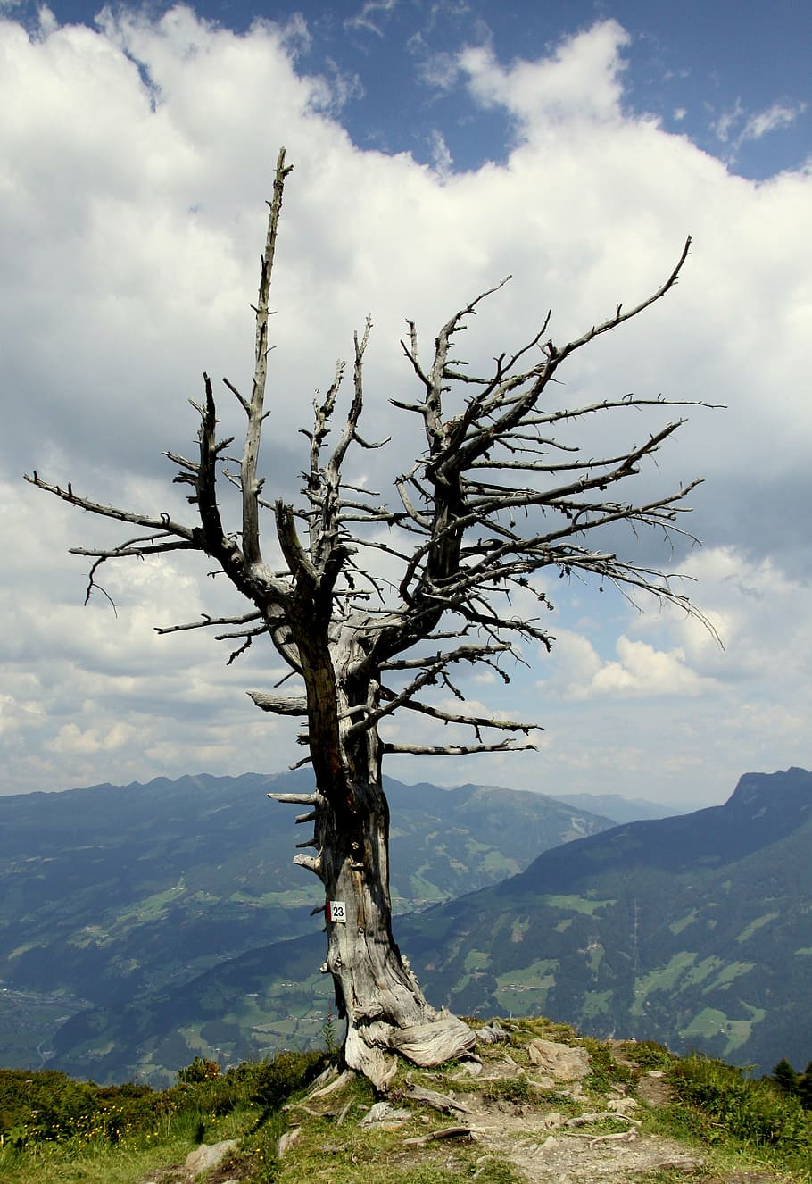 tree, mountains, landscape, cloud - sky, beauty in nature, tranquil scene HD wallpaper