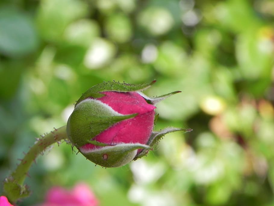 rosebud, nature, plant, leaf, red, beauty in nature, flower HD wallpaper