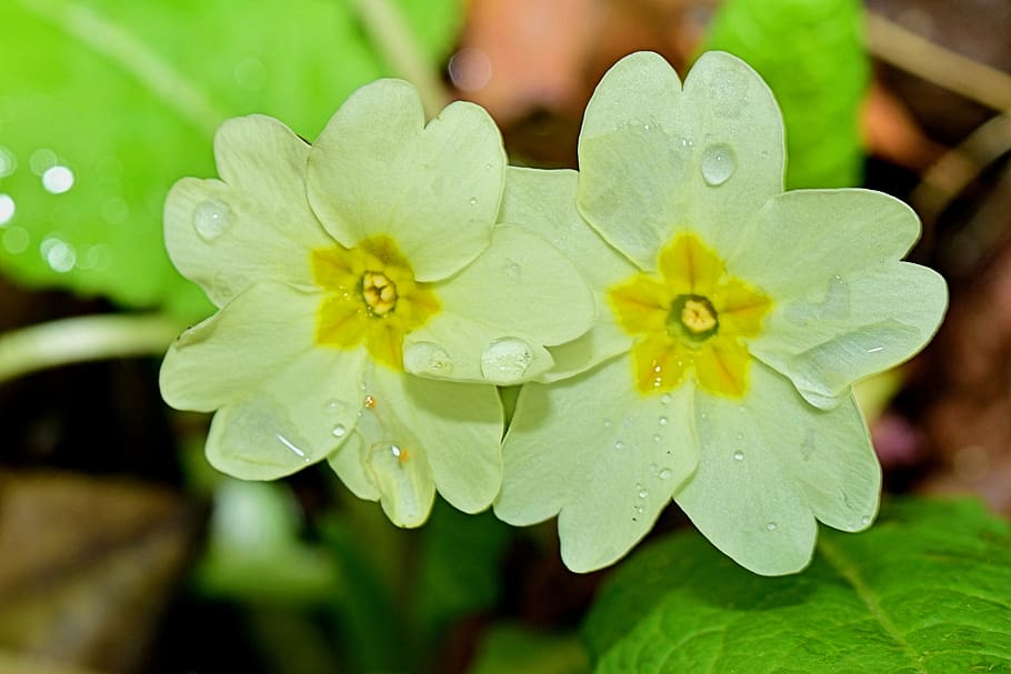 flower, mount, macro, plant, drop, water, wet, freshness, beauty in nature HD wallpaper