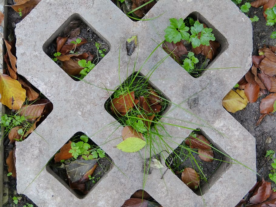 abstract, concrete, stone, moss, leaves, grey, square, plant HD wallpaper