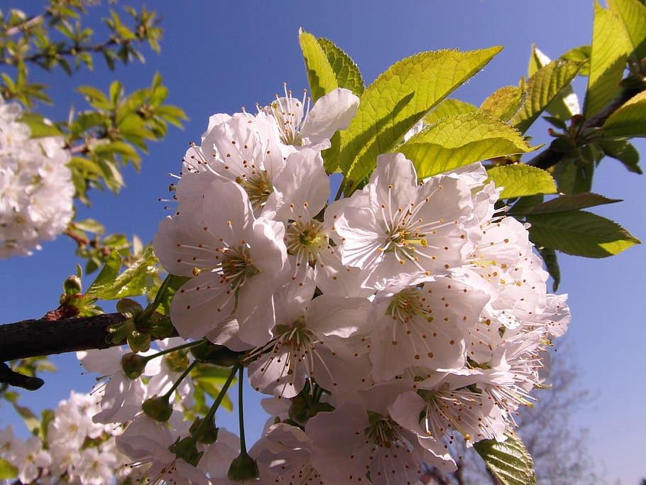 Cherry Blossoms, White, Spring, hell, risen, bee pollen, sky HD wallpaper