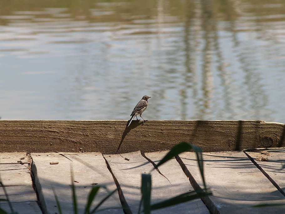 bird, water, lake, plot, angler, reed, blue, light and shadow HD wallpaper