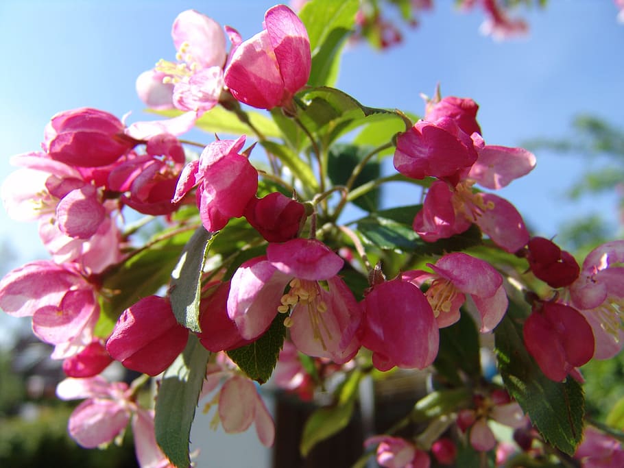 flowers, pink, spring, pink flower, pink rose, nature, plant HD wallpaper