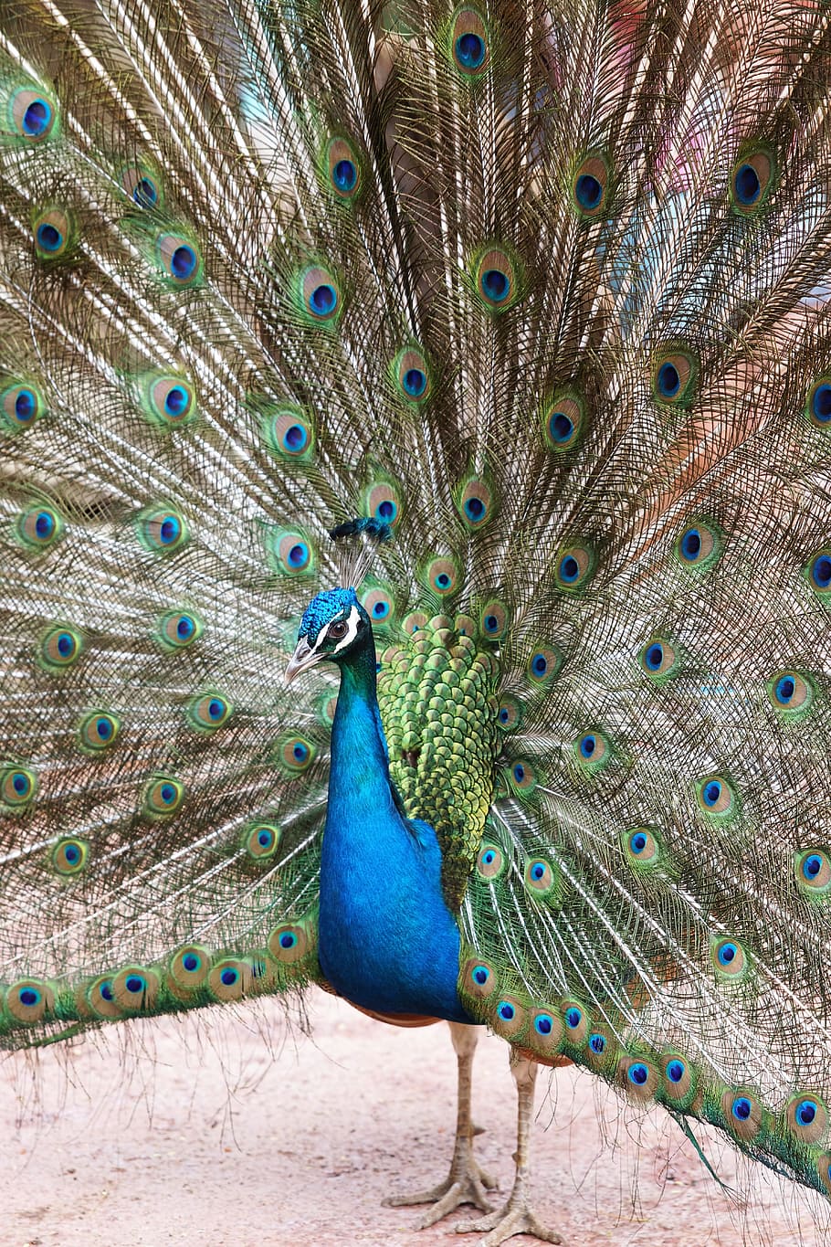 Peacock, Bird, Animal, feather, wildlife, nature, multi Colored HD wallpaper
